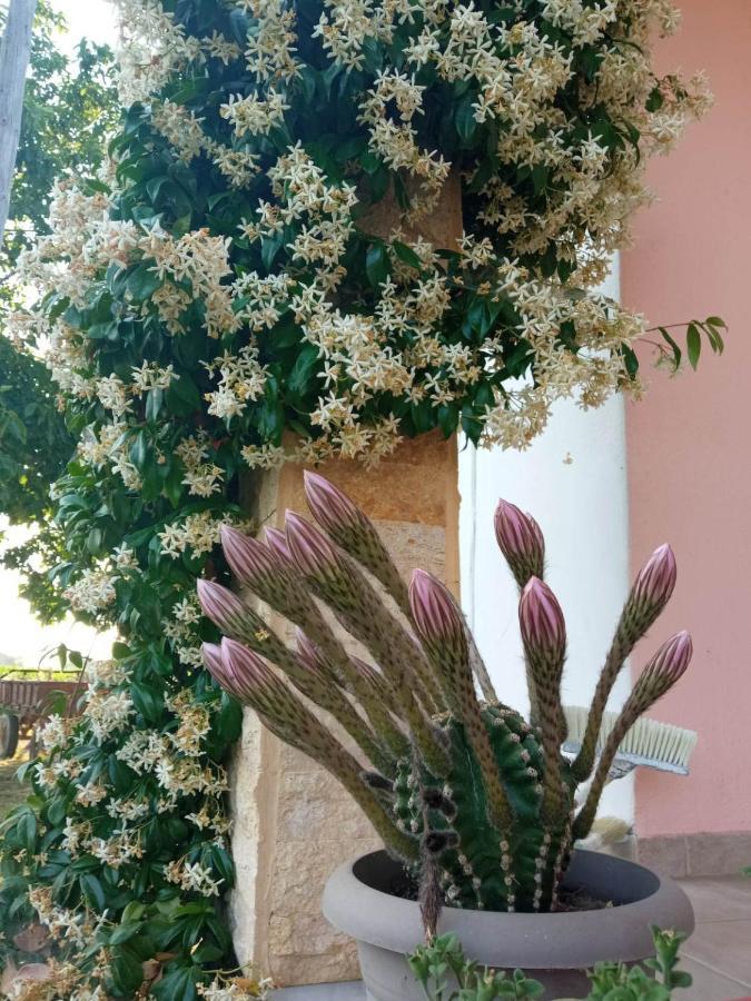Villa Erasmia Dekarcho ภายนอก รูปภาพ